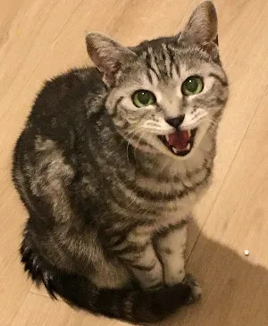 ガッチ