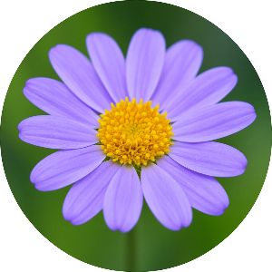 紫苑（WEBライター🔰）