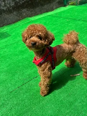 tomo