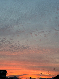 蜜柑
