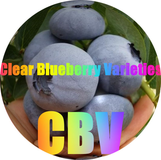 Clear Blueberry Varieties