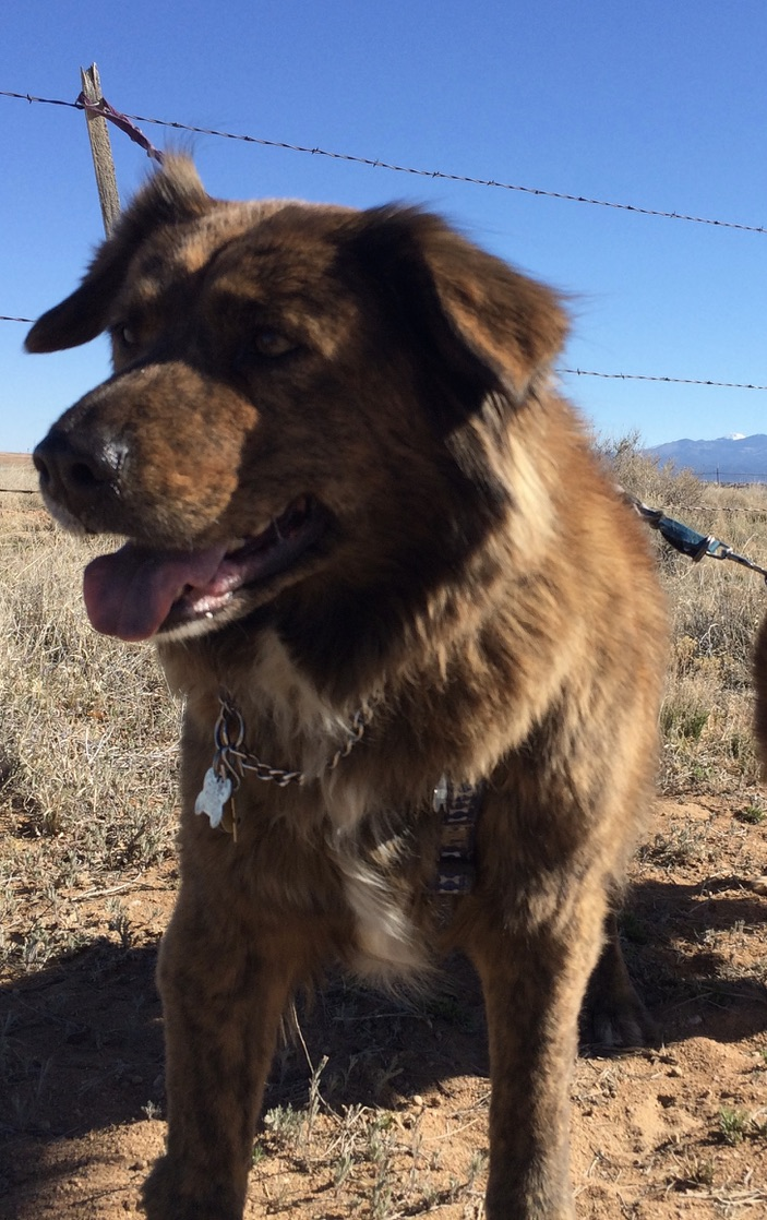 Conflict Resolution Island