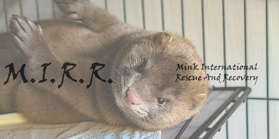 Mink International Rescue and Recovery