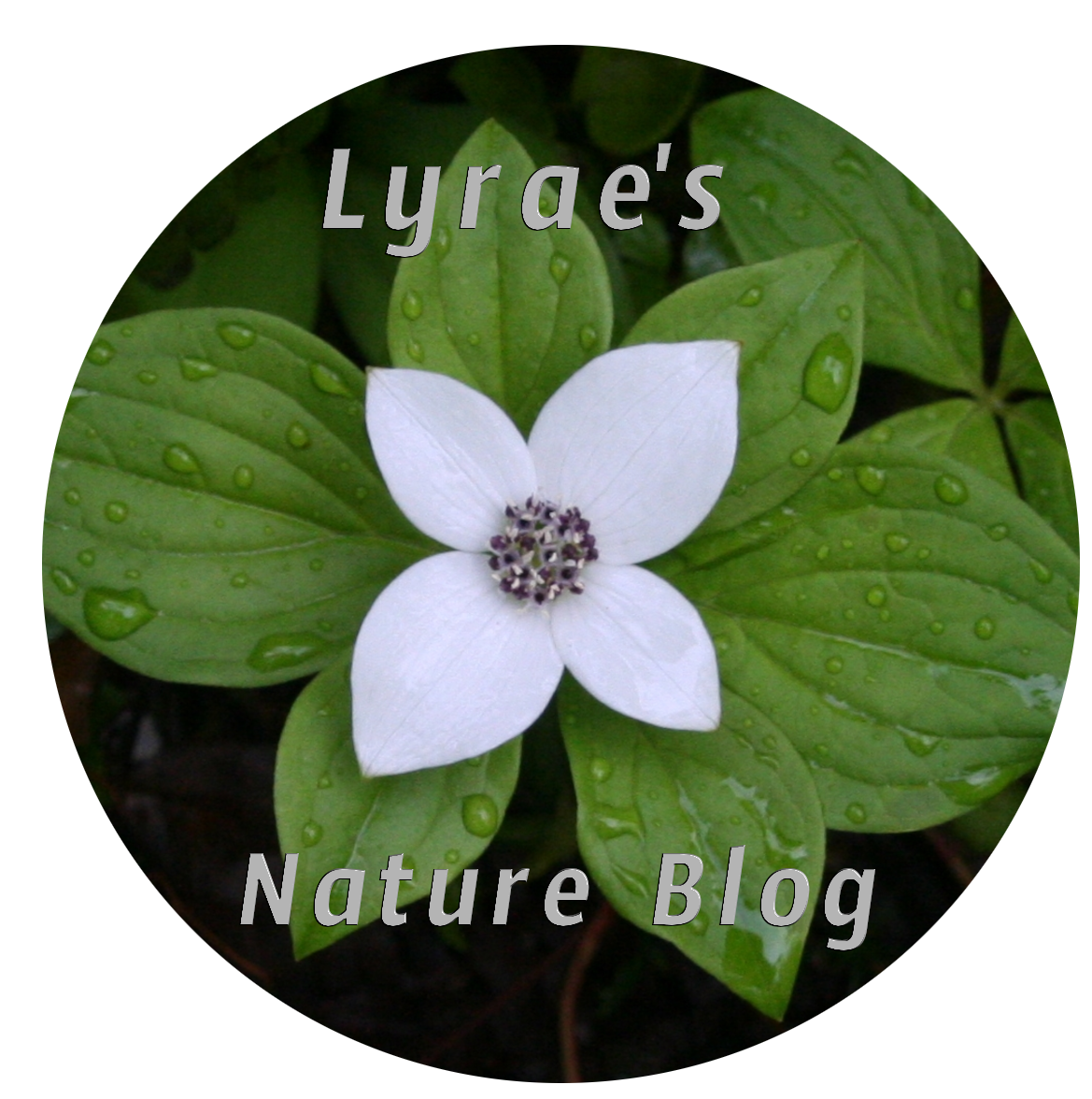 Lyrae Nature Blog