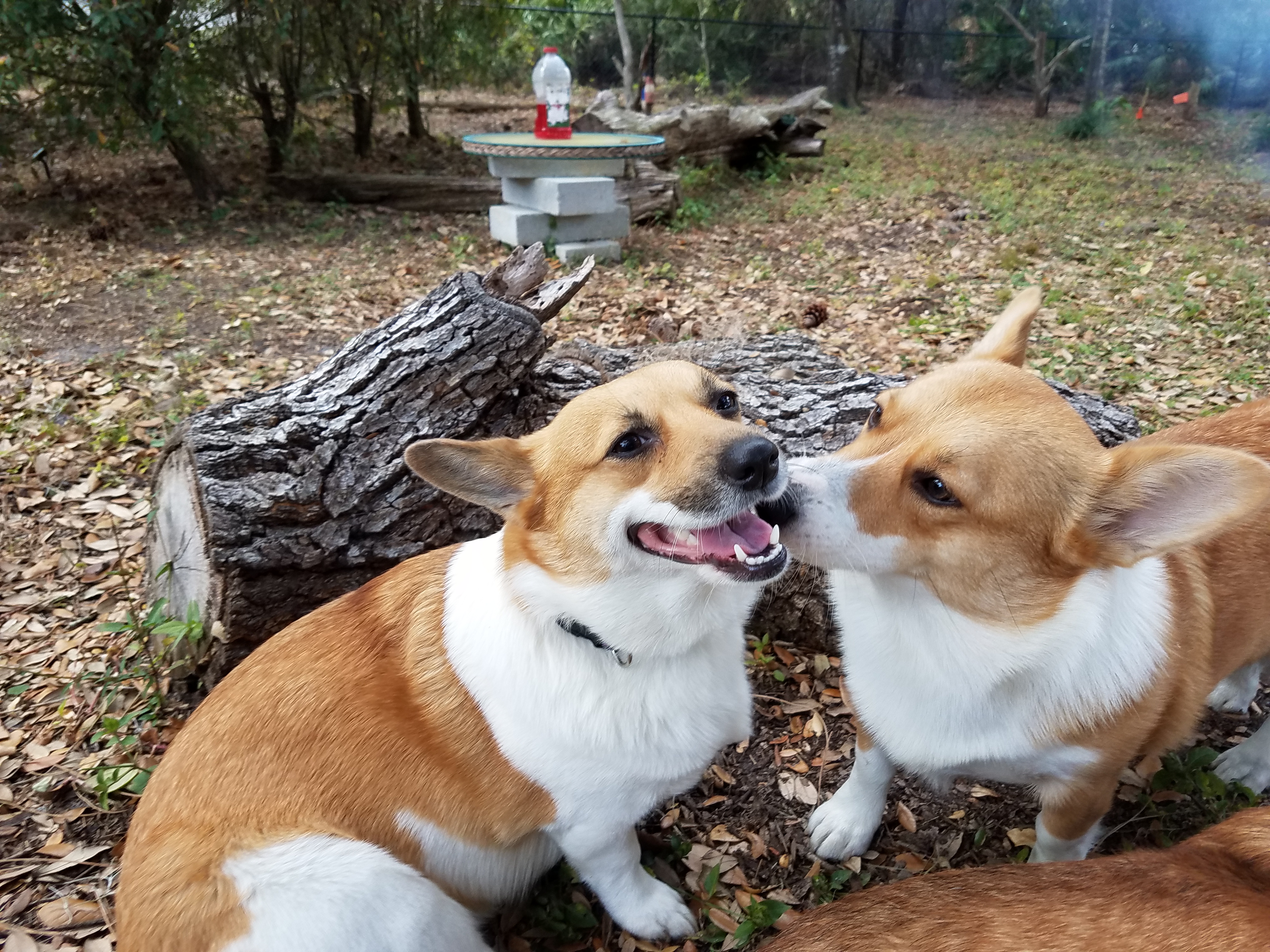 cardigan corgi rescue florida