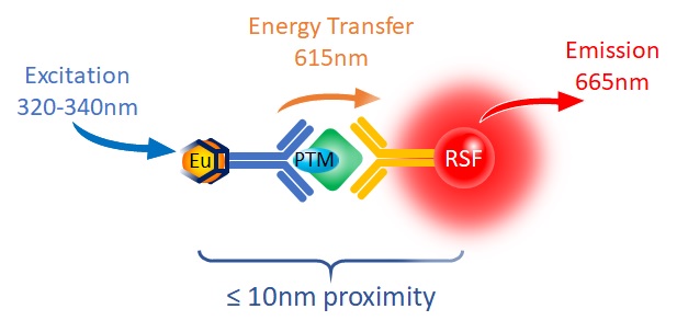 LANCE TR-FRET Assays