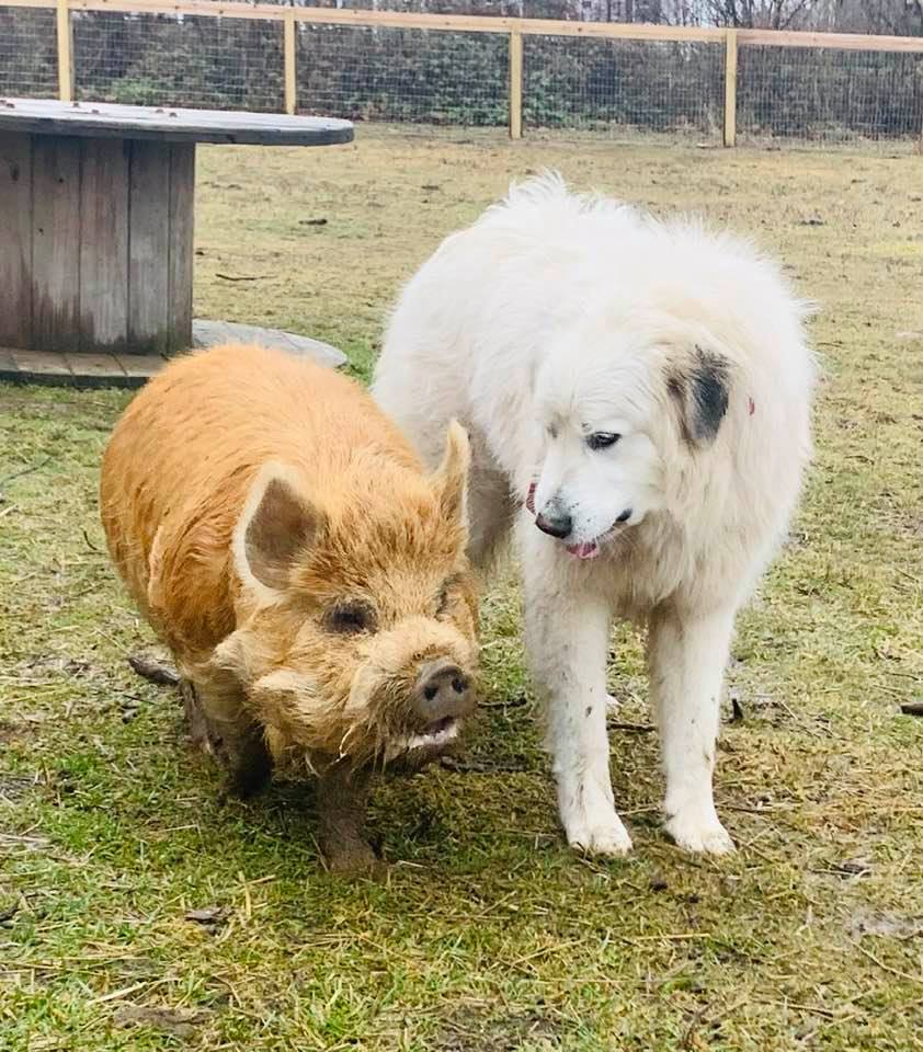 kunekune