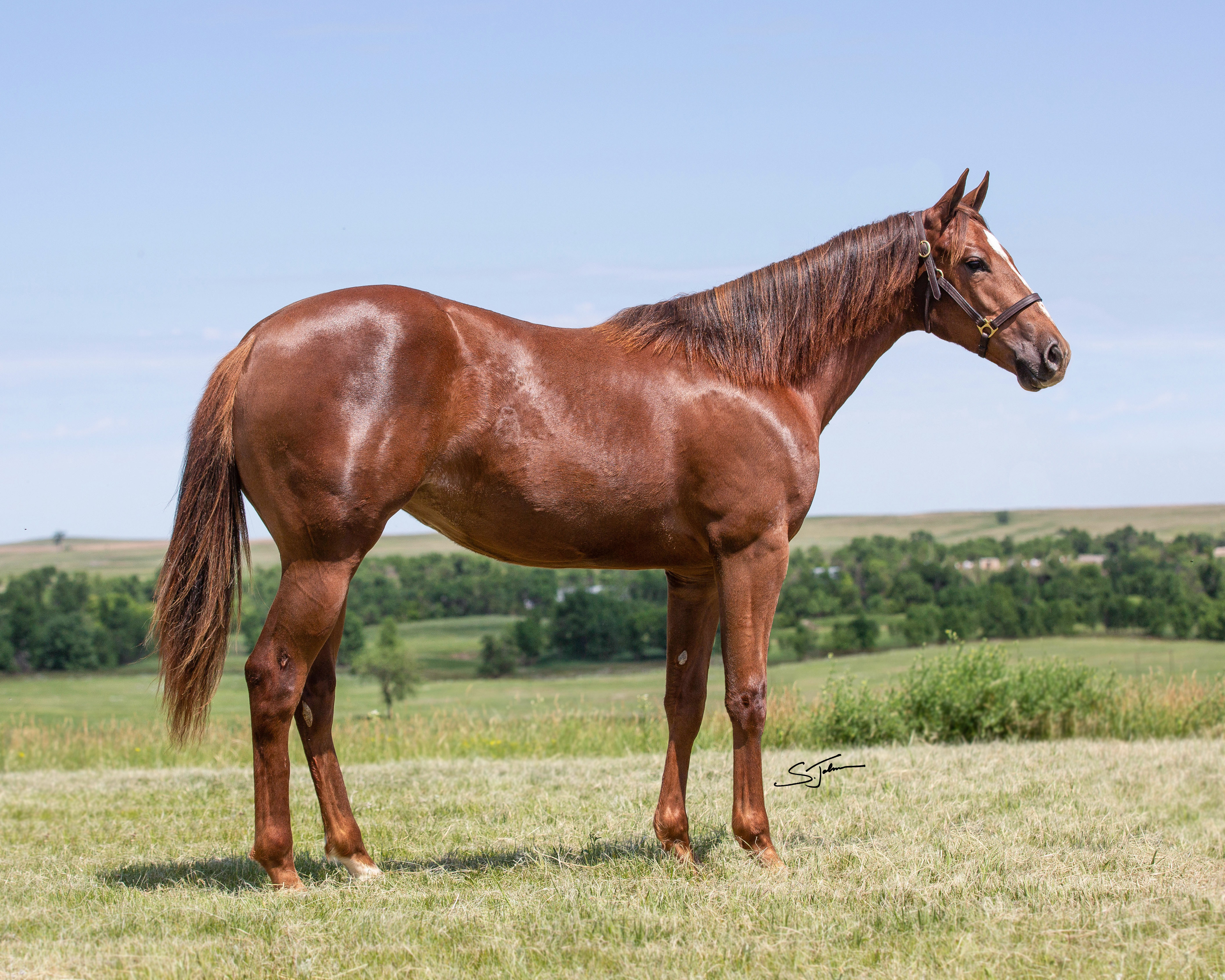 Sale Horses