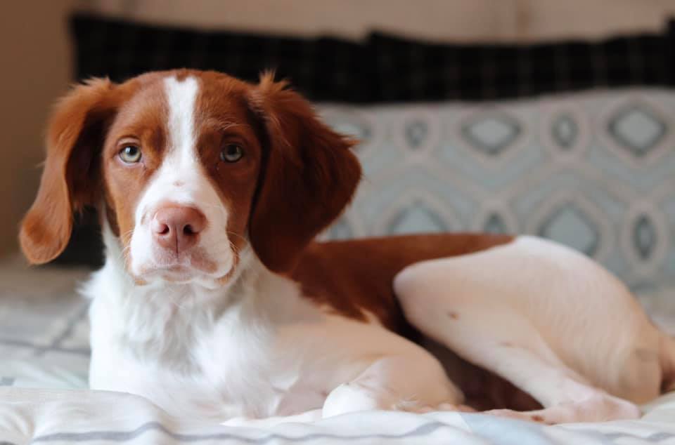 Brittany spaniel breeders sales near me