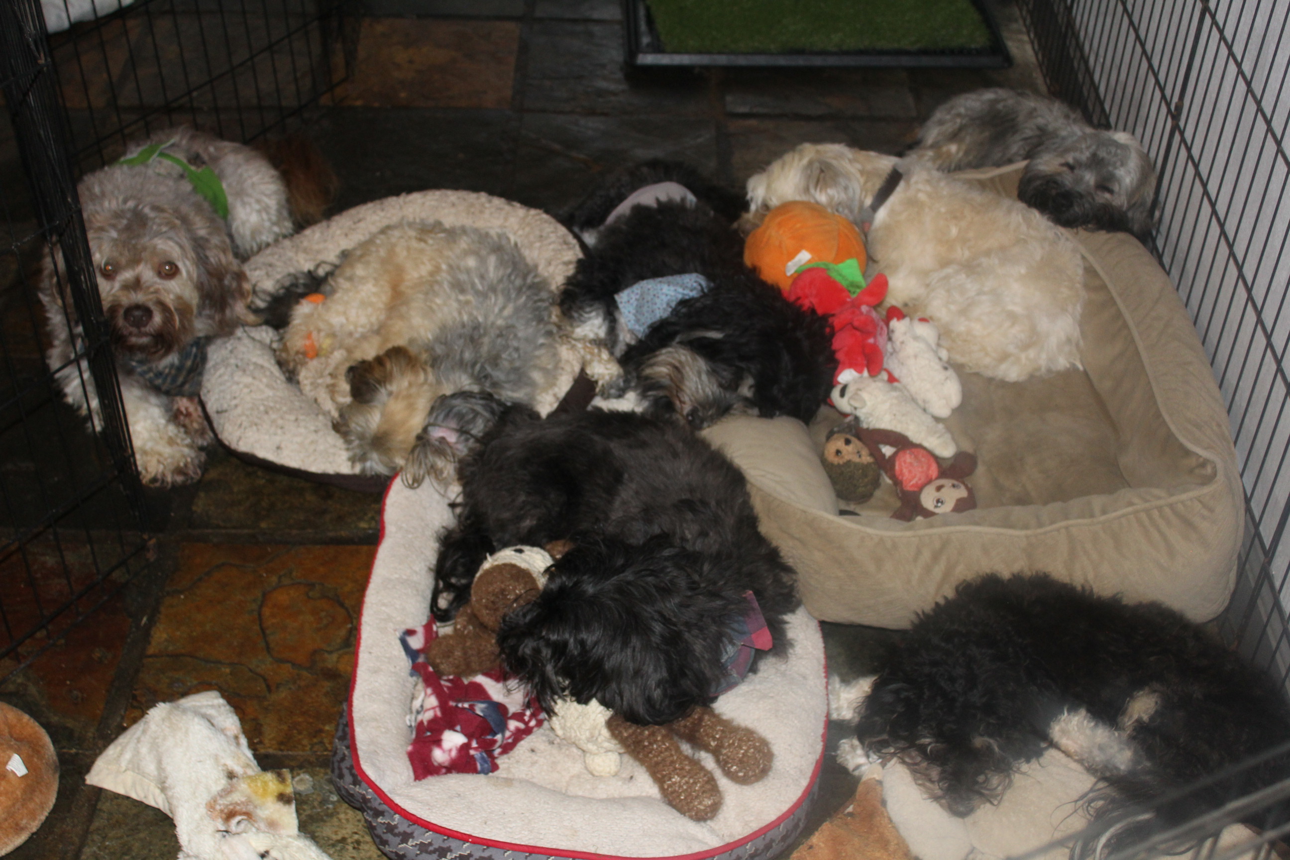 Small Hobby Breeder Of Akc Havanese