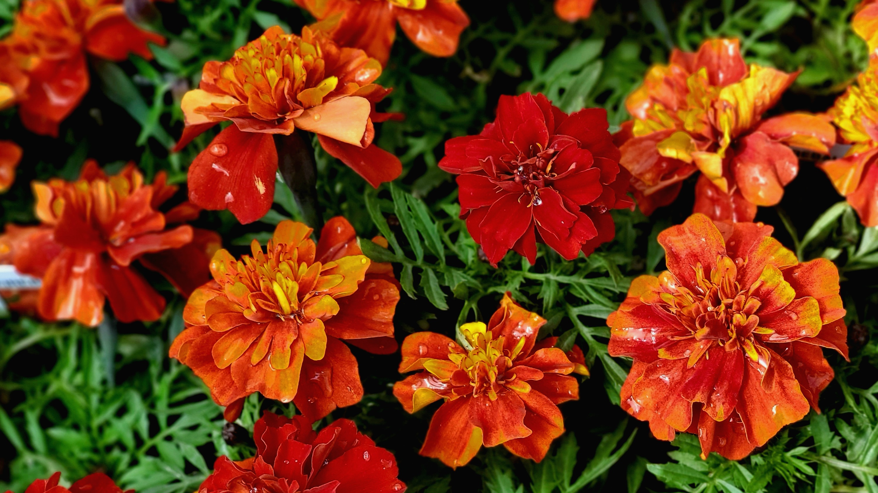 annuals plants list