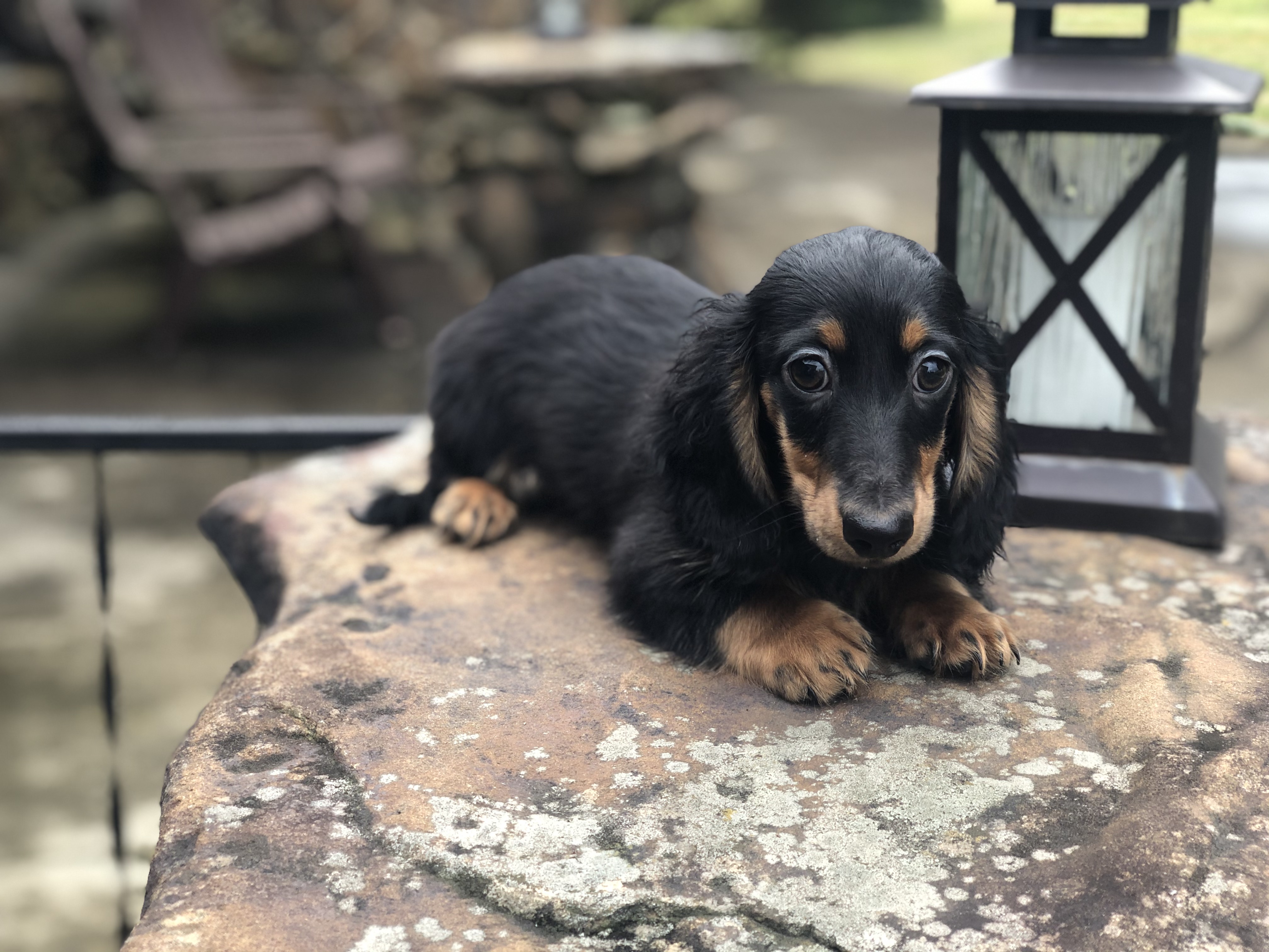 Available Pups
