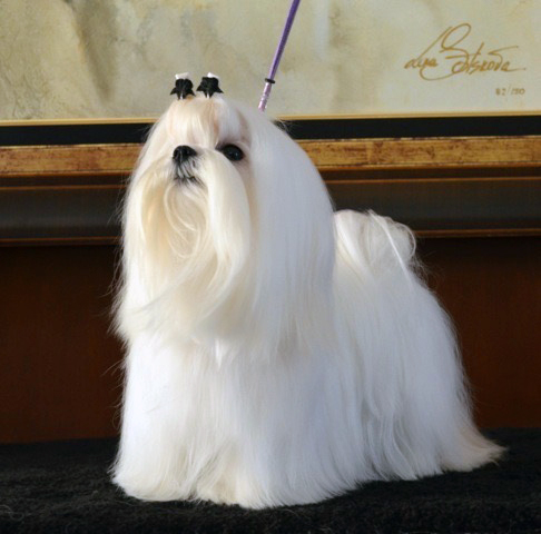 elegant maltese