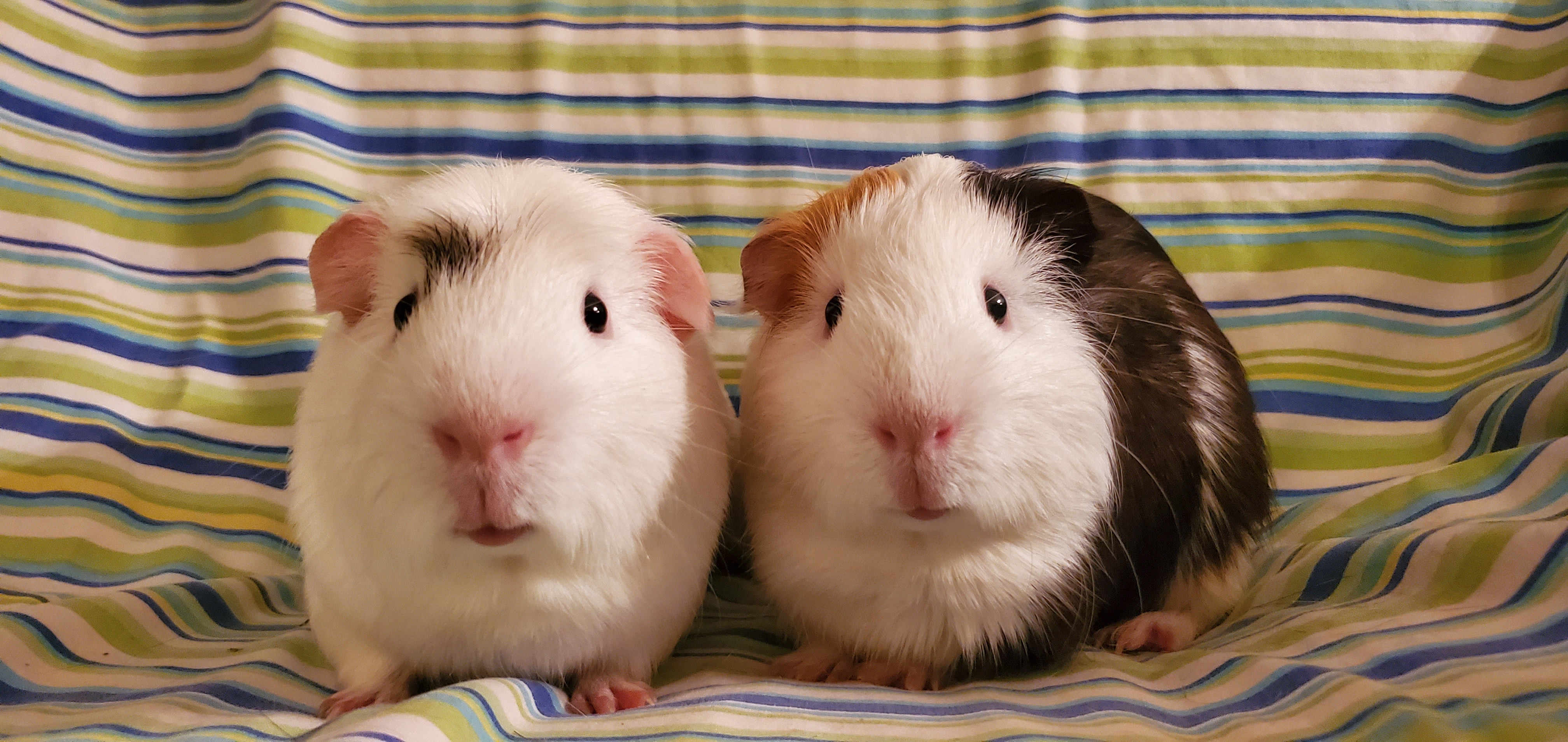 guinea pig adoption center