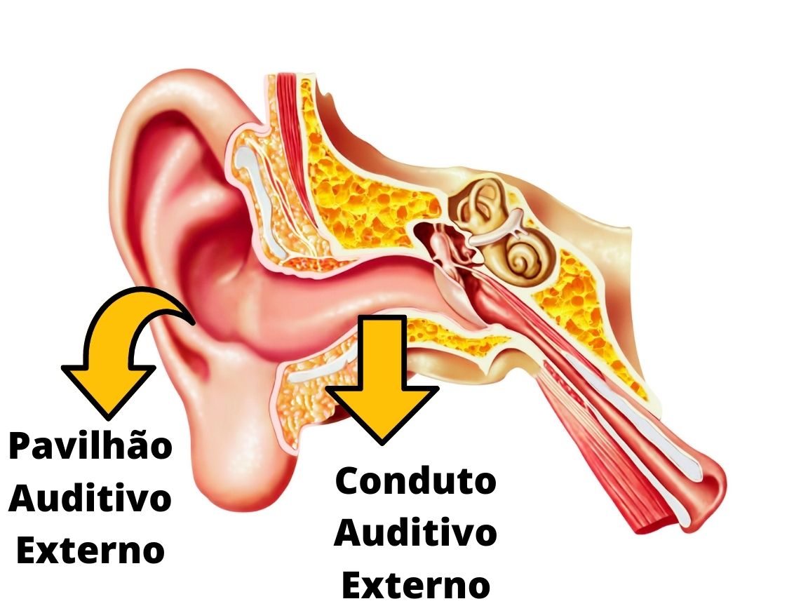 Anatomia--Orelha.jpg