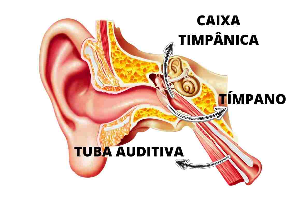 Imagem-Tuba-Auditiva.jpg