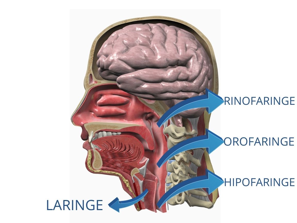 Anatomia-garganta.jpg