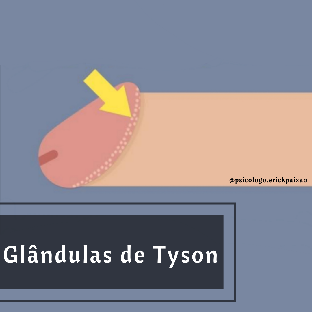 Glandula de tyson masculina