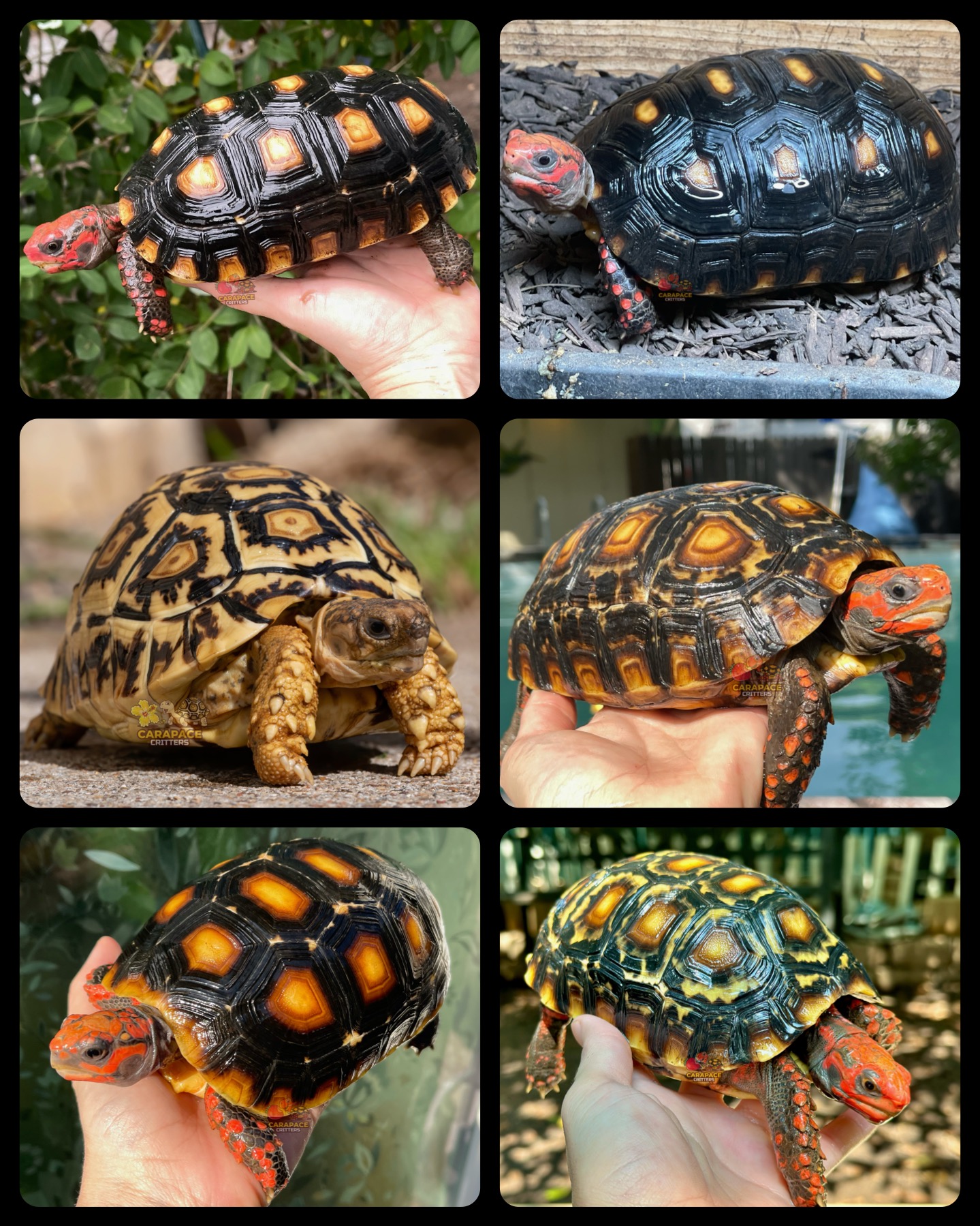Radiant heat on sale panel tortoise