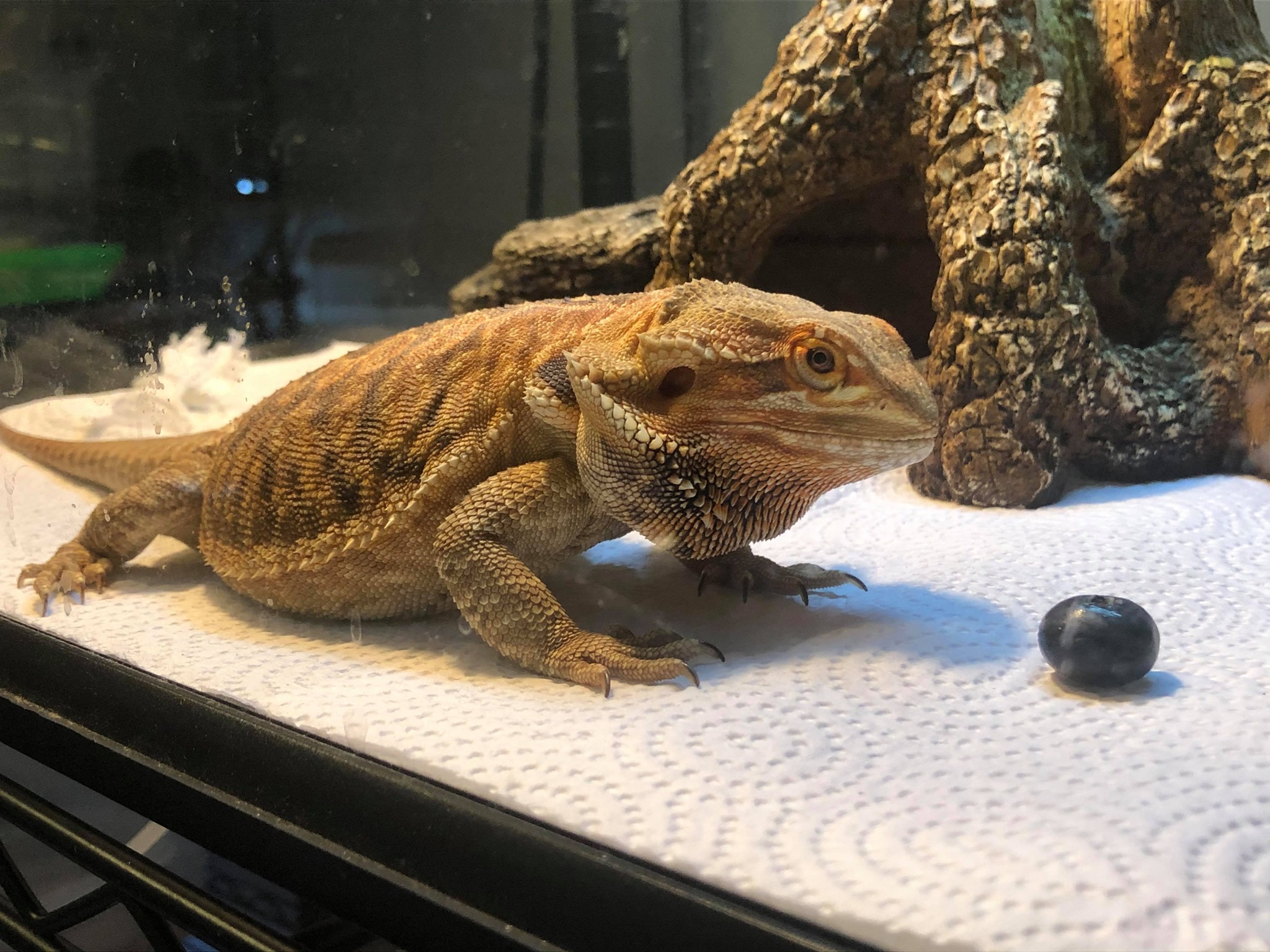 Bearded Dragon Care Guide