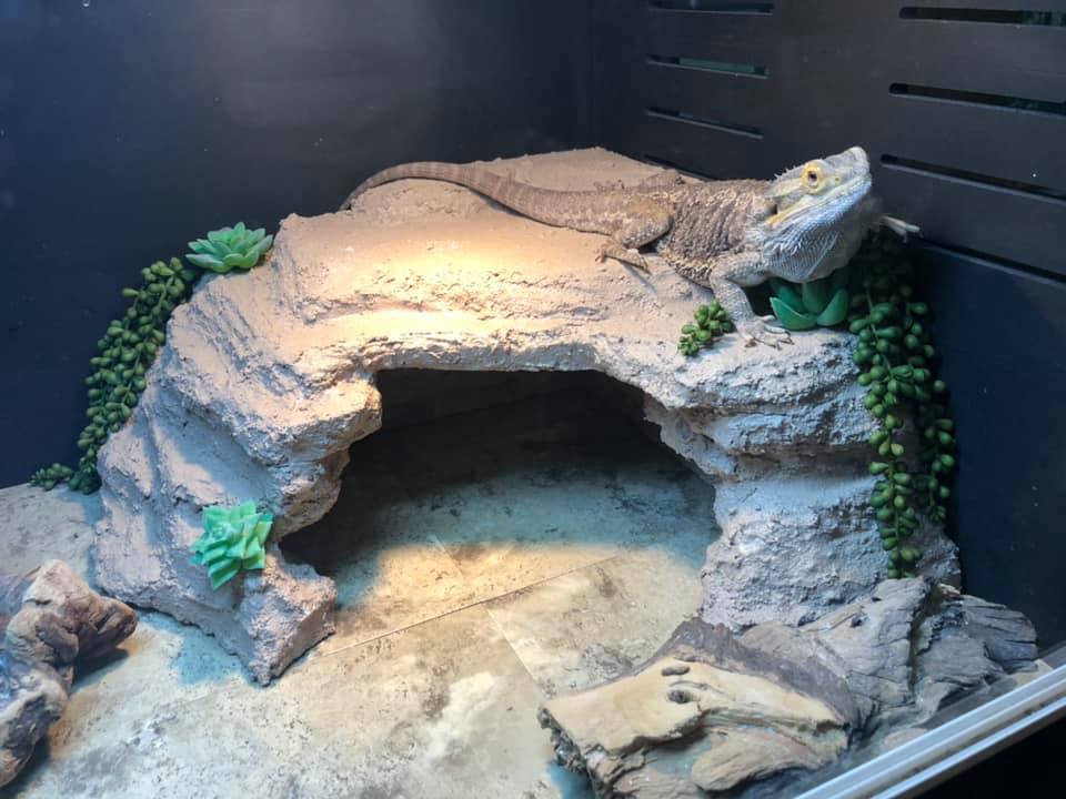 Bearded Dragon Care Guide