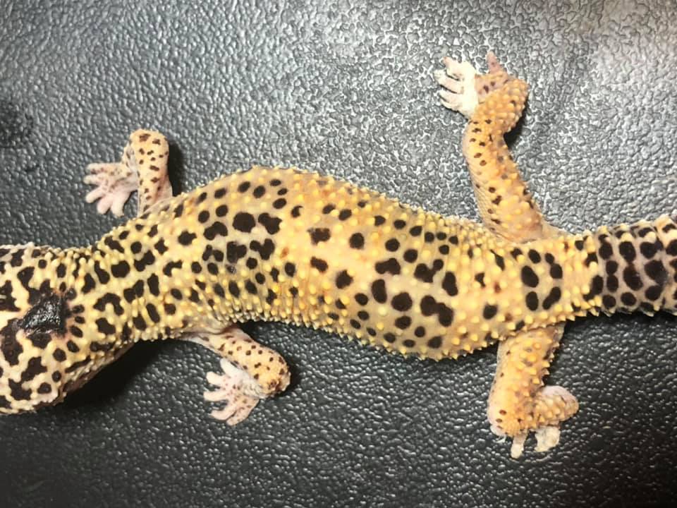 Leopard Gecko Care Guide