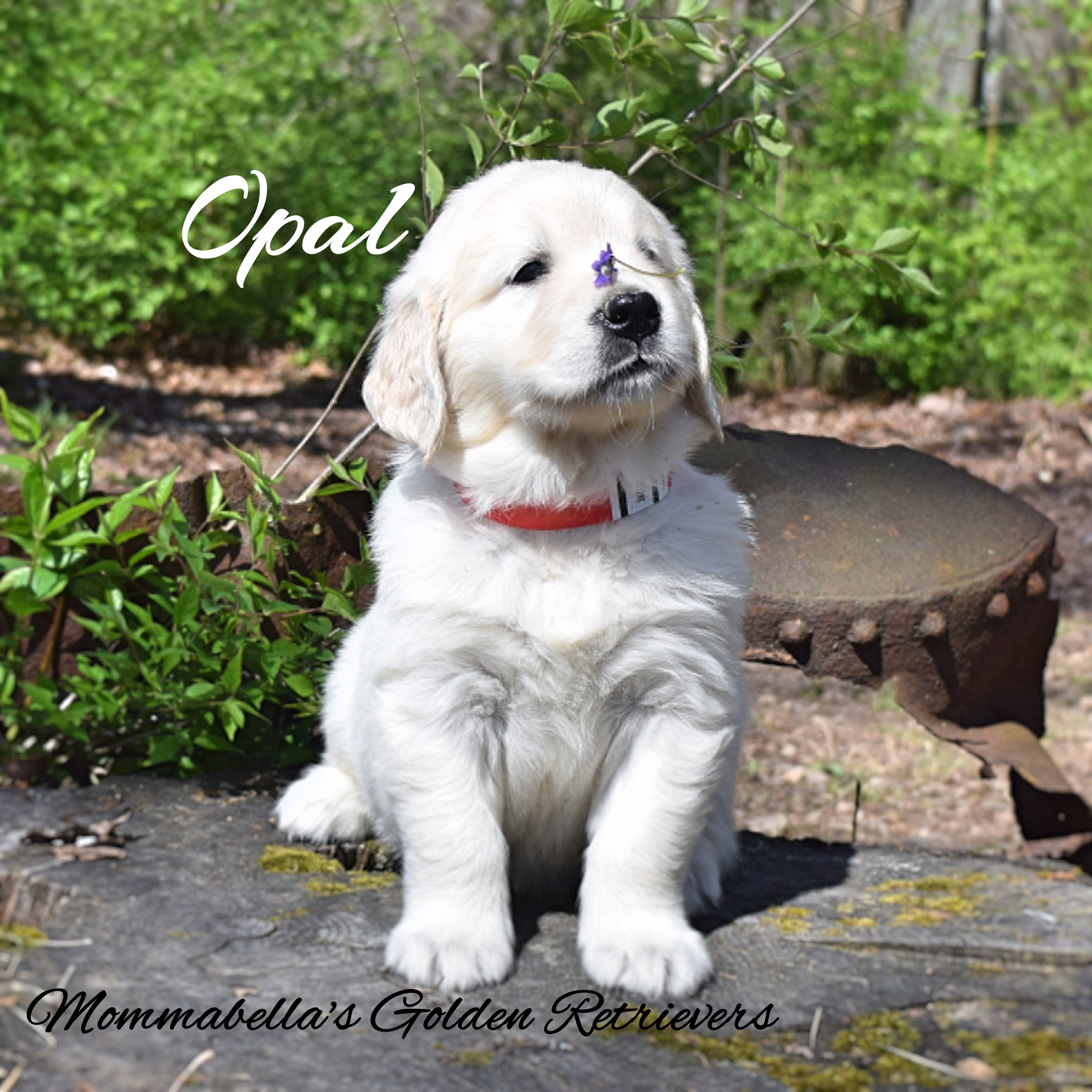 Mommabella S Golden Retriever Puppies In Tennessee