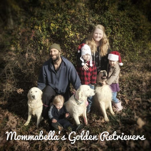 Mommabella S Golden Retriever Puppies In Tennessee