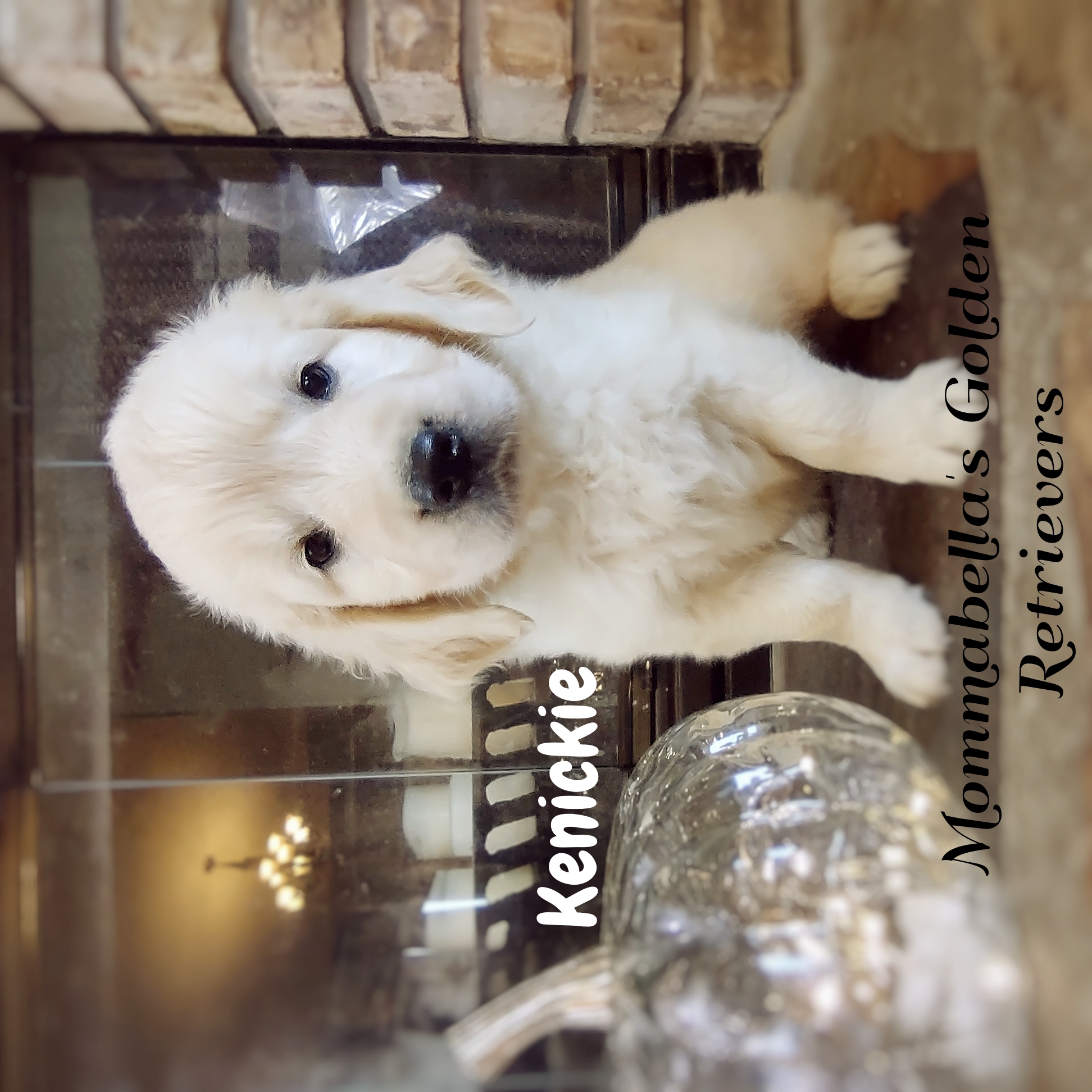 Adorable Pictures Of English Cream Golden Retriever Puppies