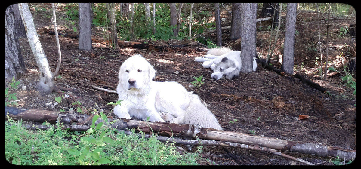 do great pyrenees pant a lot