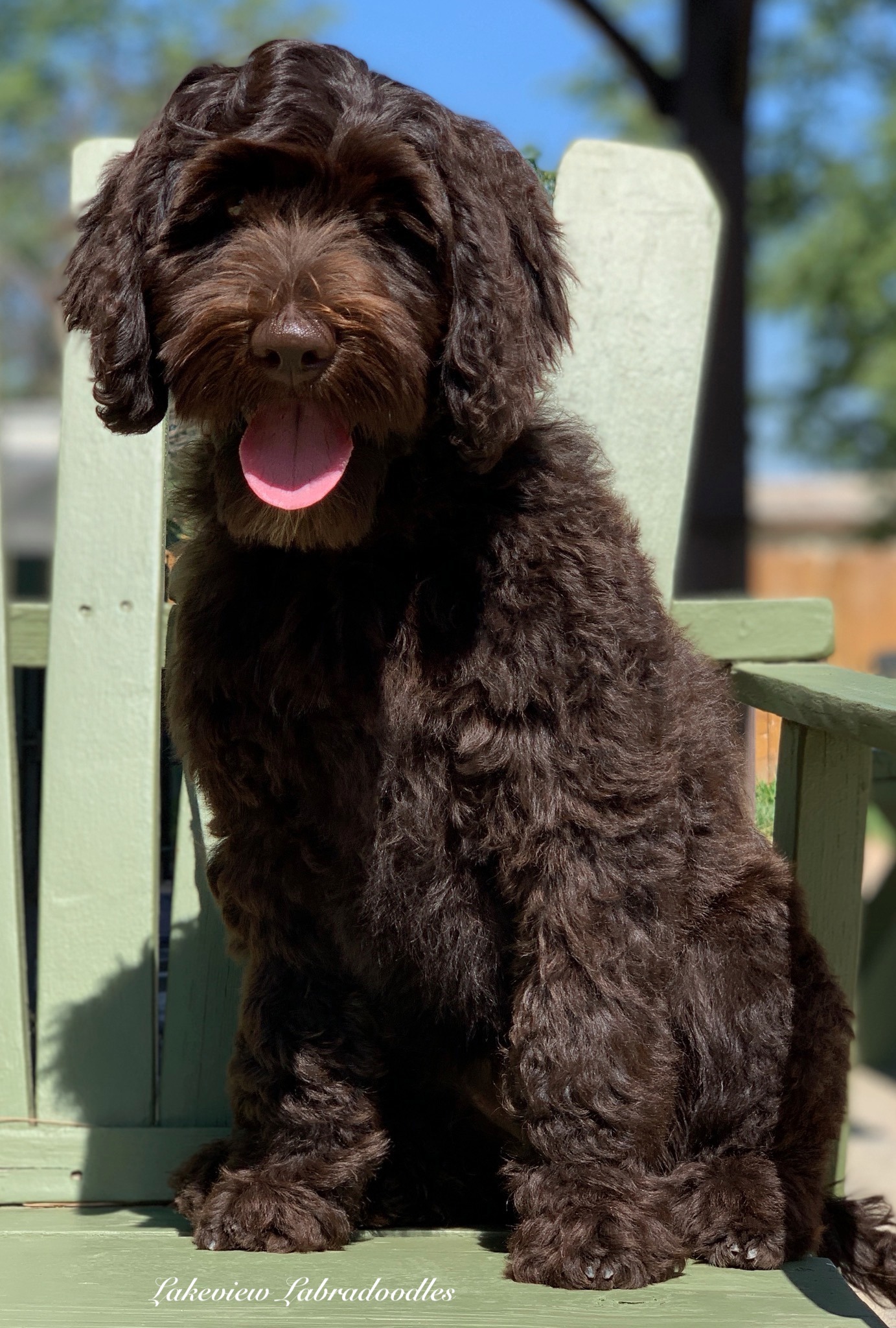 Lakeview Labradoodles Dallas Houston Austin San Antonio