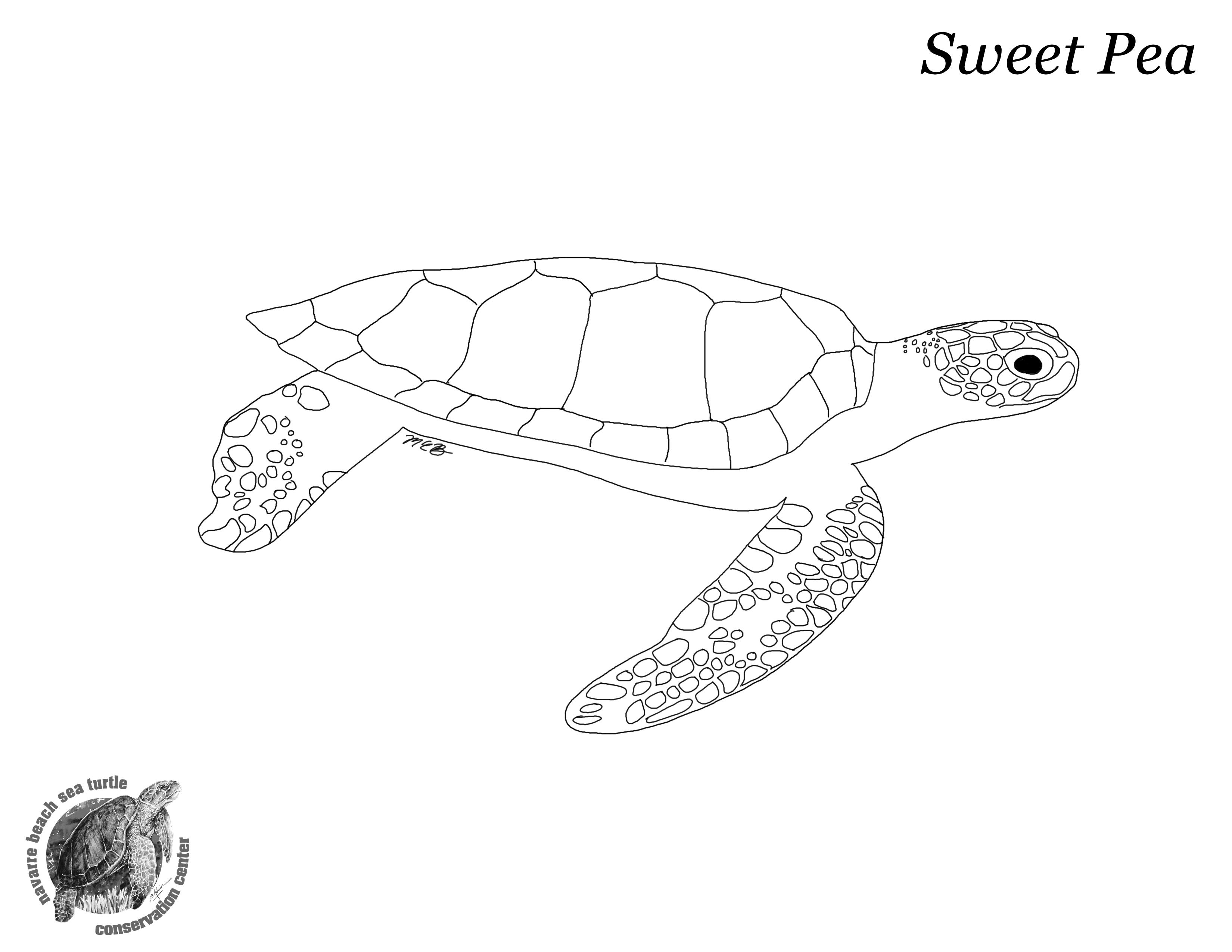 sea turtle coloring page realistic