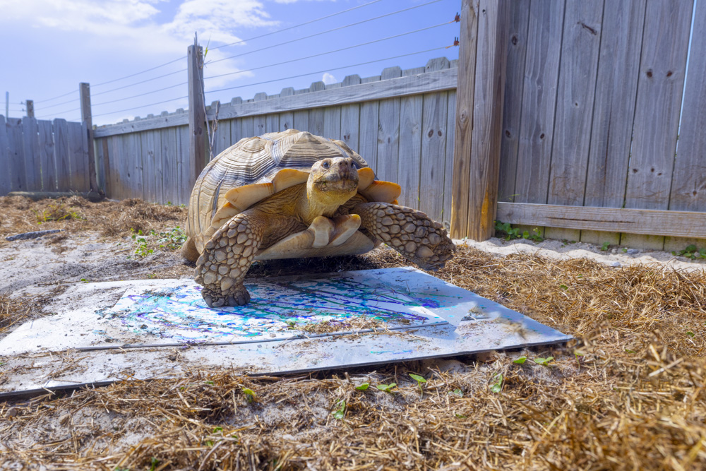 Conservationists brand tortoise shells to save species from the