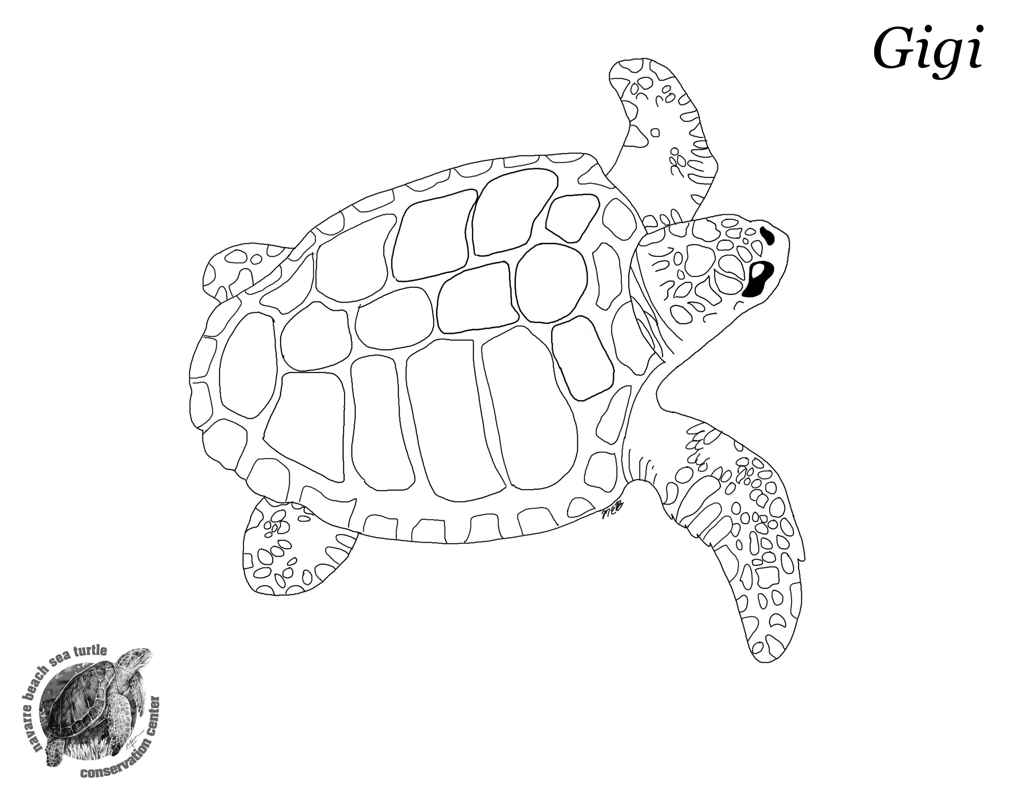 Loggerhead Sea Turtle Coloring Page