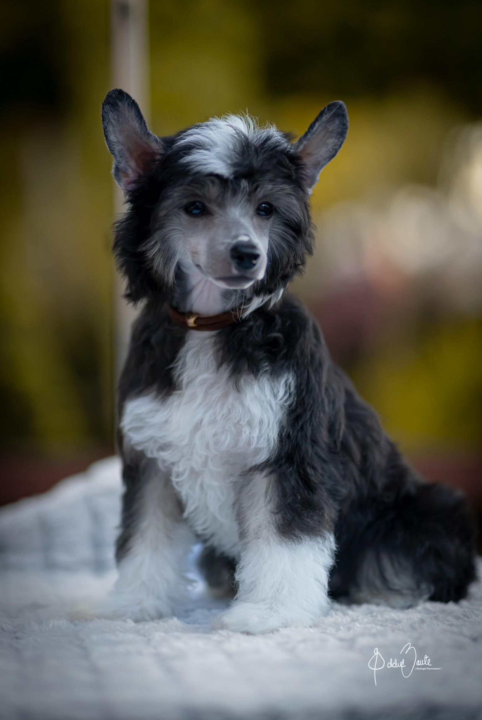 Chinese Crested breeders in Florida. We have Chinese Crested puppies for  sale in both varieties, including the Hairless and Powder Puff dogs.