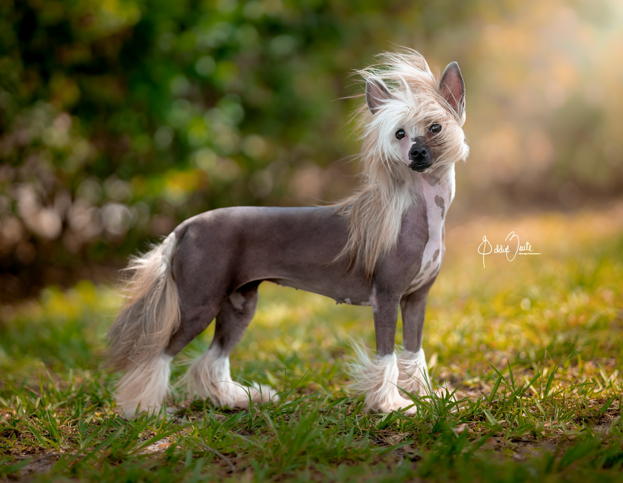 what is the difference between powderpuff and chinese crested