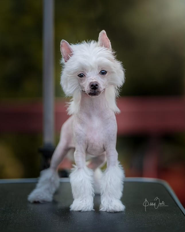 chinese crested puppies