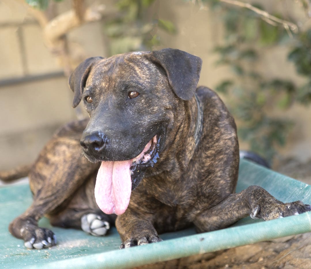 ADOPT TODAY