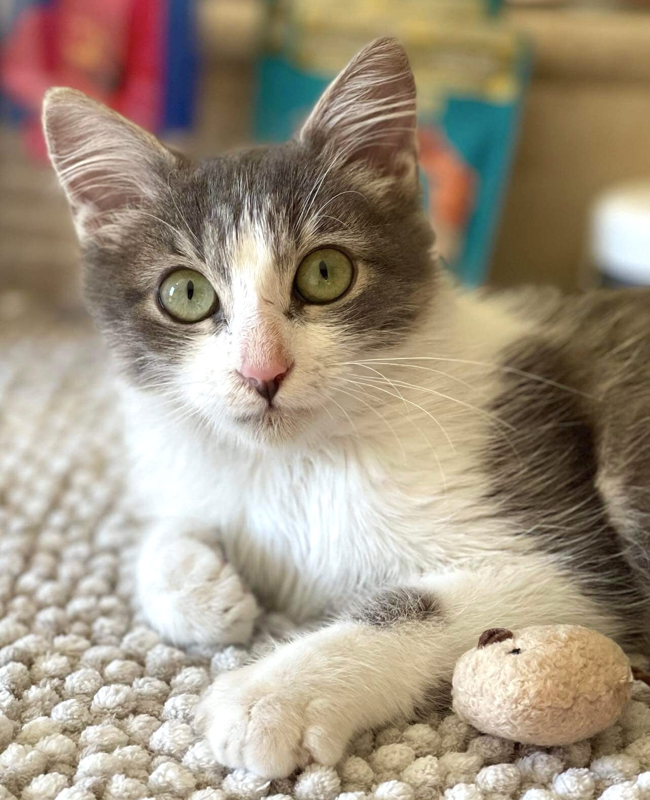 ADOPT TODAY