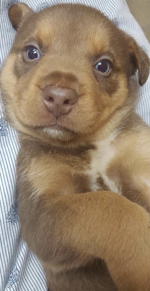 Yancey County Humane Society