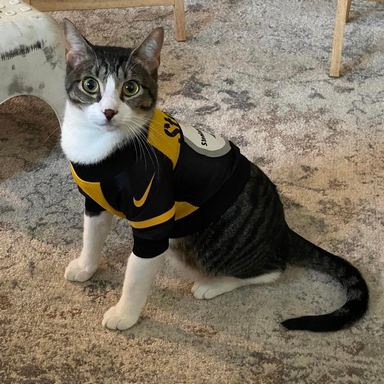 steelers jersey for cats