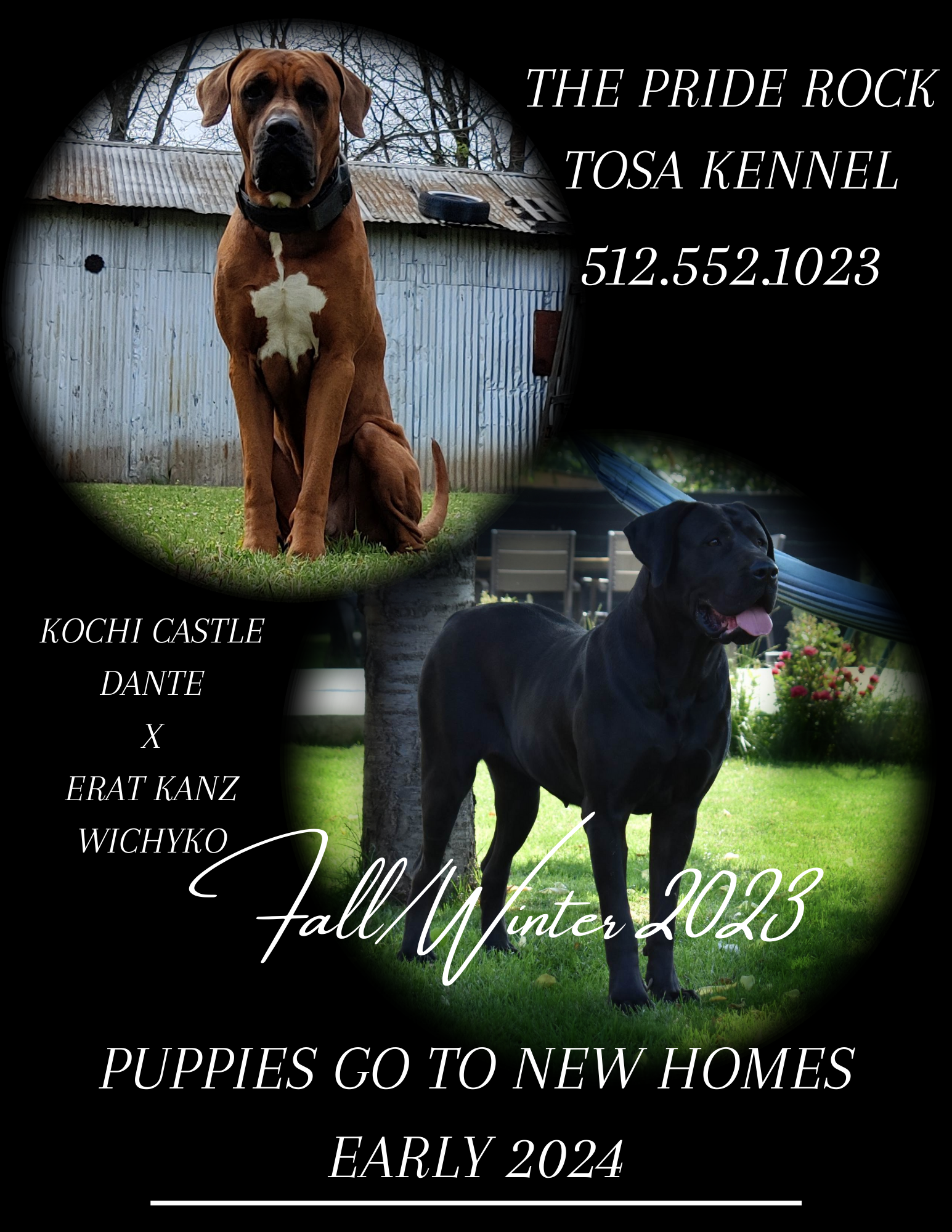 Tonew kennels 2025