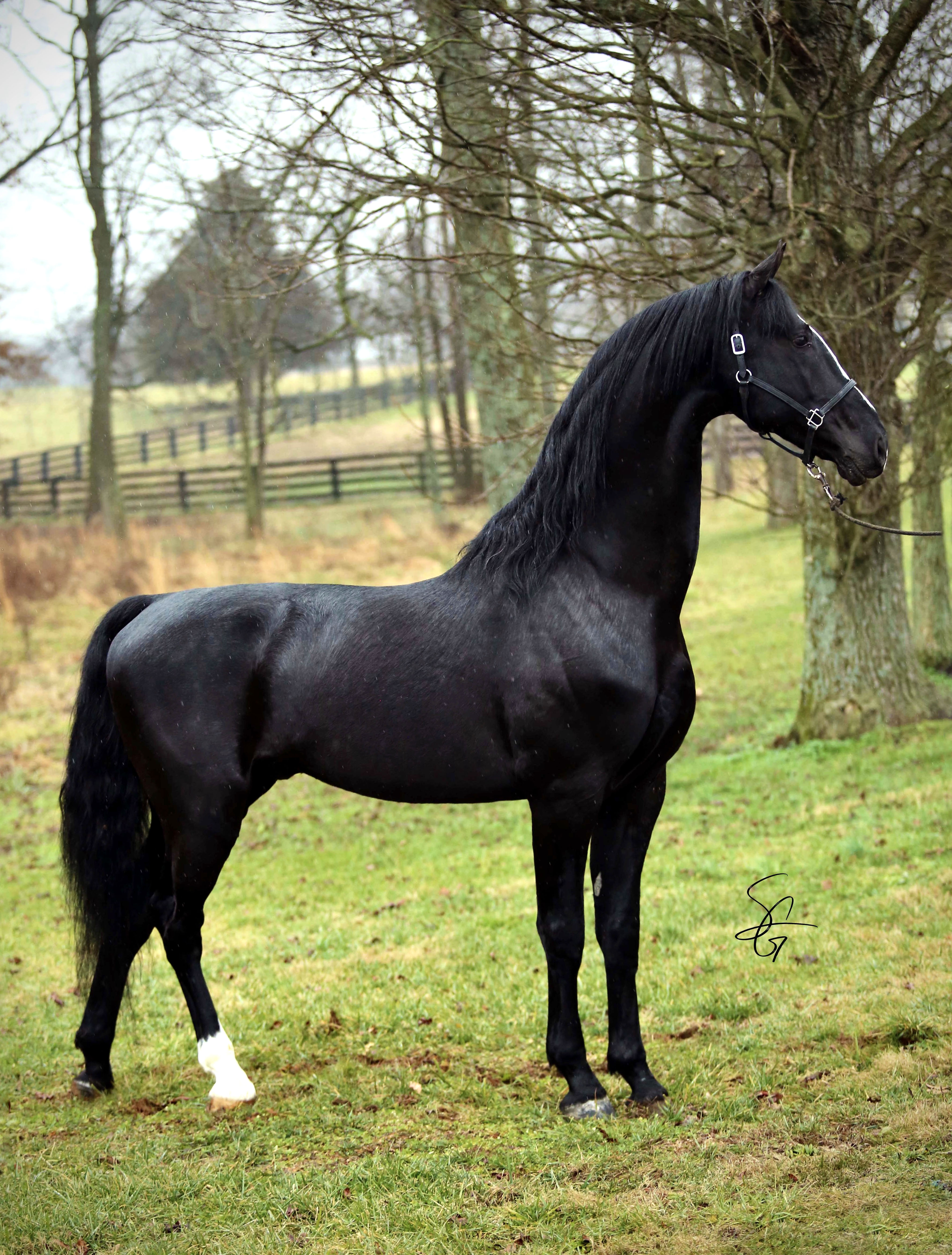 Stallions