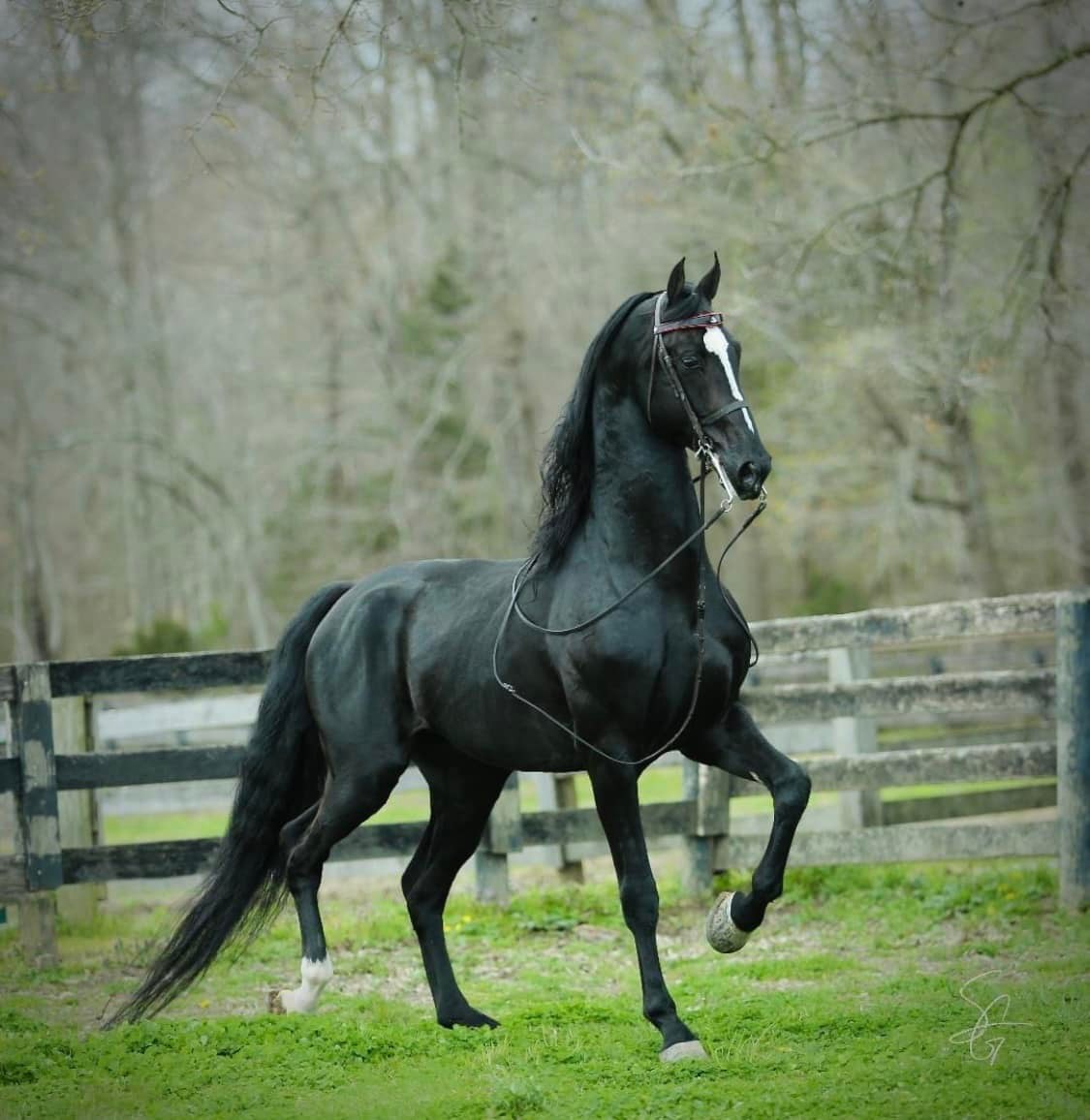 Stallions