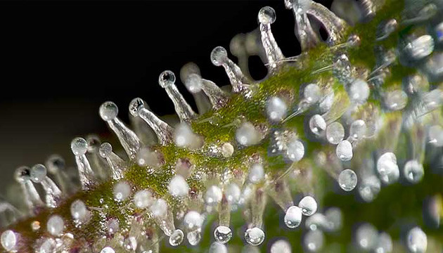 trichomes__py9ldsv24szUpQQ6.jpg