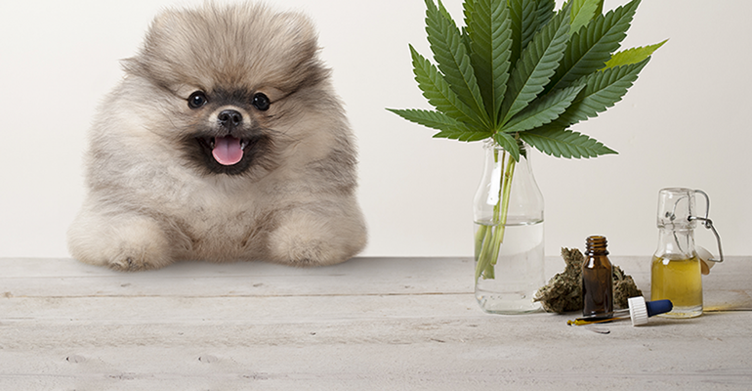 dog-cbd-getty-promo-770x400.png