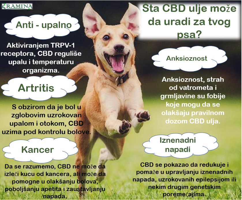 CBD-i-kuca.PNG