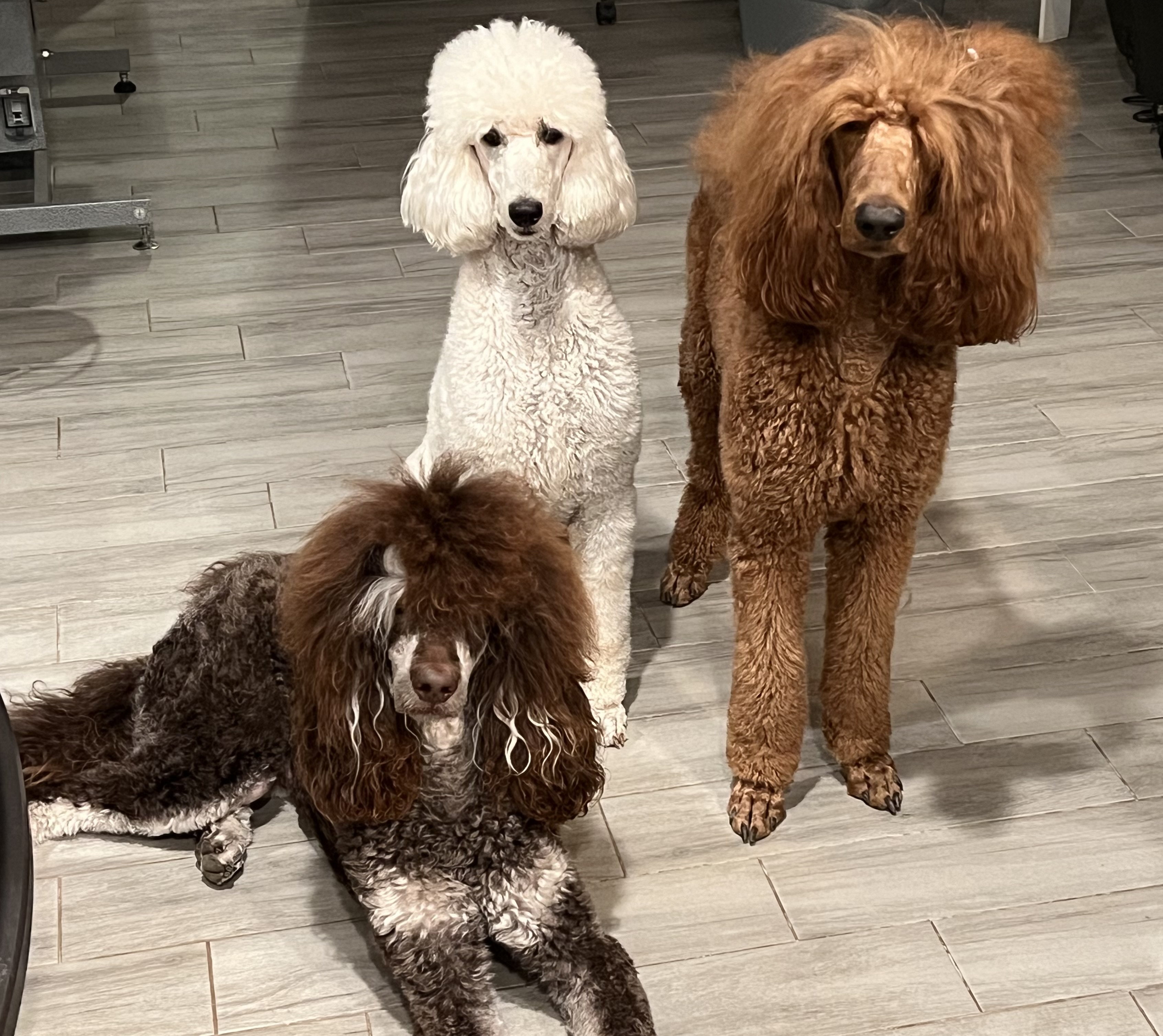 Hunting poodles hot sale for sale