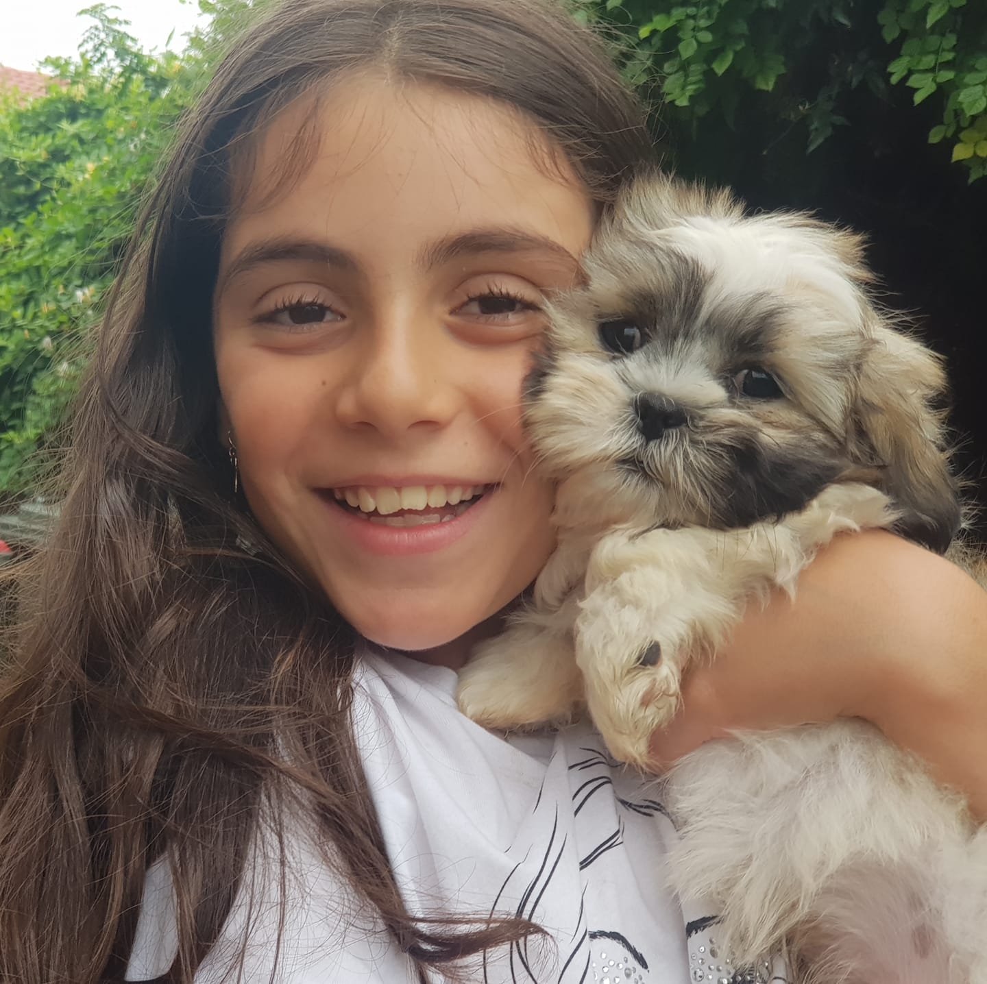 Maltese cross shih hot sale tzu for sale