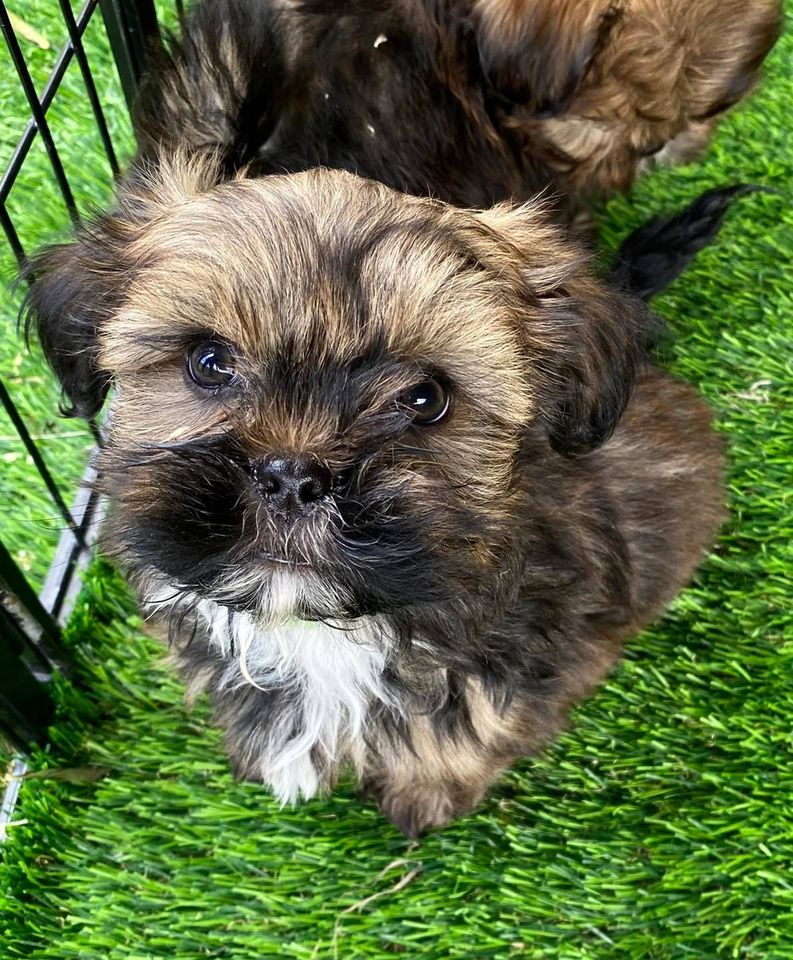 How Much Does A Maltese Shih Tzu Cost